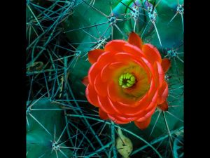 Cactus Flowers-04